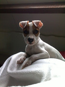 honden foto honden foto van Miriam&raoul