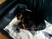 honden foto van Inge (Bob en Bas)