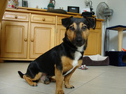 honden foto honden foto van Gen