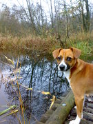 honden foto van Gino