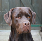 honden foto honden foto van Yvonne