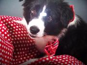 honden foto van Nancy en Pip