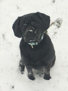 honden foto van Margriet