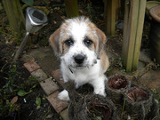 honden foto van Mark 