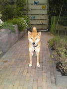 honden foto van lisette maatje van Neo