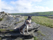 honden foto van Ida Wethly
