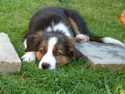 honden foto van Margarita ~Minos~