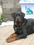 honden foto van verbinnen