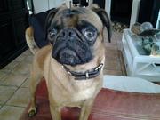 honden foto van Nena