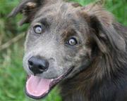 honden foto van Ingrid