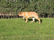 honden foto van Cenk