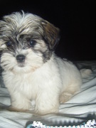 honden foto van Nardja