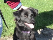 honden foto honden foto van Doggy lover