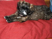 honden foto van Annelies 