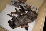 honden foto van maurice