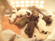 honden foto honden foto van bullenfan