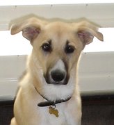 honden foto van Monique Vermulst