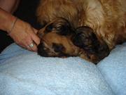 honden foto van yvonne