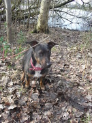 honden foto van ramona