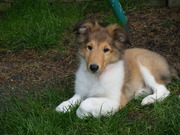 honden foto van Petra