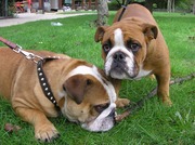 honden foto van hummer