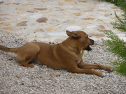 honden foto honden foto van Jenny & Guapa