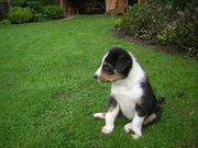 honden foto van Indy