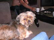 honden foto van Rianne Kuijs