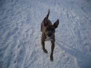 honden foto van iris