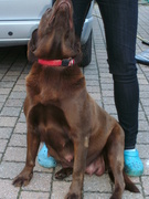 honden foto van CARINE VERGAUWEN