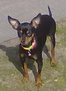 honden foto van Hendrik