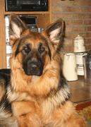 honden foto van M.F van Gennep