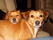 honden foto van jeannine en charlie