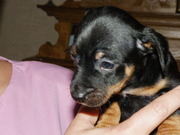 honden foto honden foto van ingrid