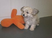 honden foto van bert
