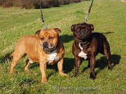 honden foto van dian