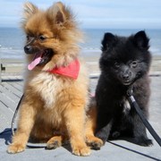 honden foto van KeesKitty