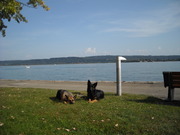 honden foto van franky