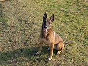 honden foto van Nathalie