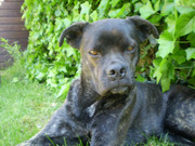 honden foto honden foto van ilona en Dana