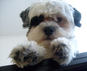 honden foto van Erwin van veen