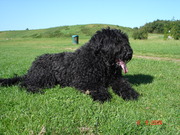 honden foto van marja