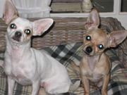 honden foto van Rebecca & de woeffies