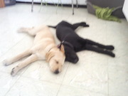 honden foto van Sharice Brouwers