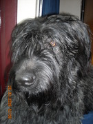 honden foto van sandra