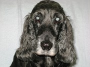 honden foto van GRIET