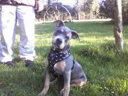 honden foto van seiko