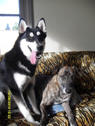 honden foto van Xenia en Thor