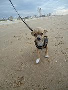 honden foto van Cristal