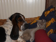 honden foto honden foto van melanie